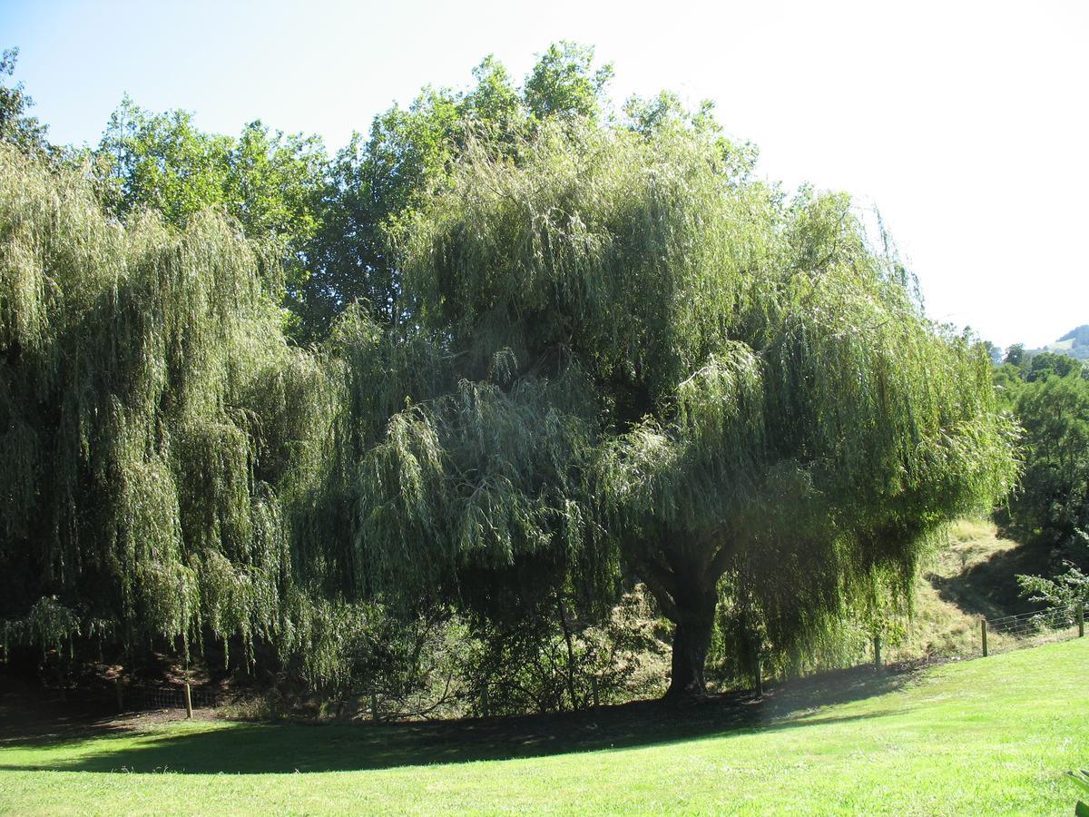 Karapiro Willows Luxury B & B Cambridge Esterno foto